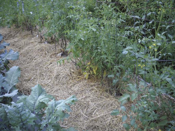 05-02 HOME Hay and straw make good mulches. 003.jpg