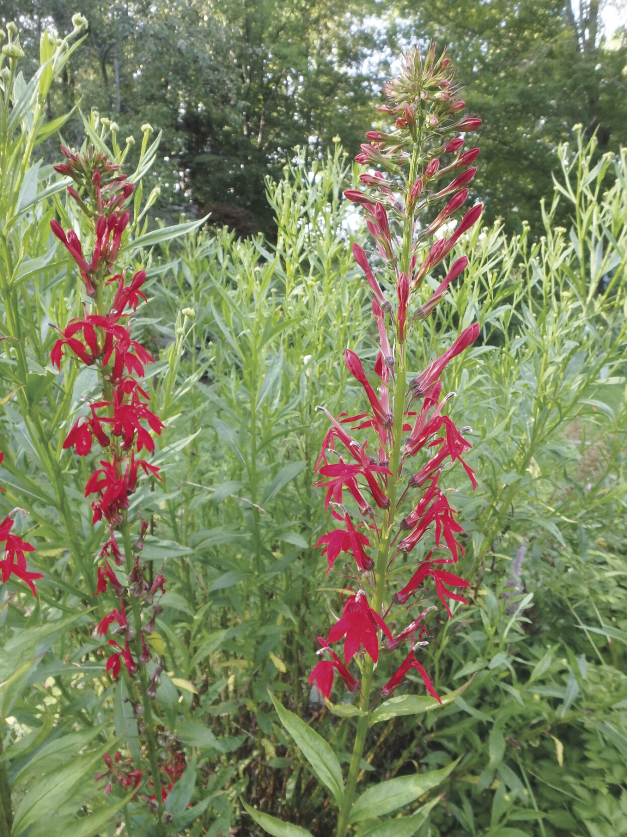 cardinal flower