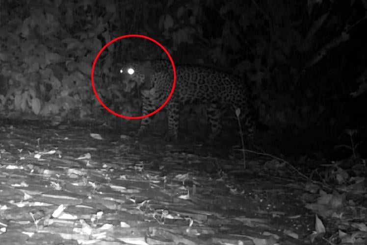 Jaguars recorded meowing in wild for first time