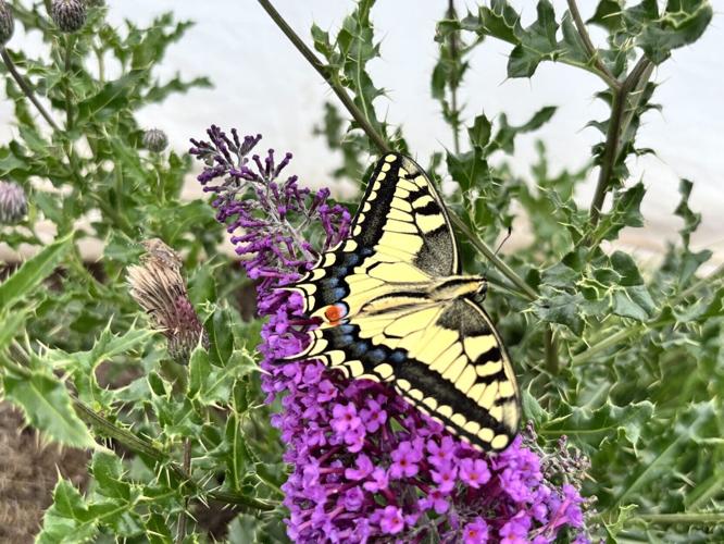 Butterflies use optical illusions to escape predators, reveals new research