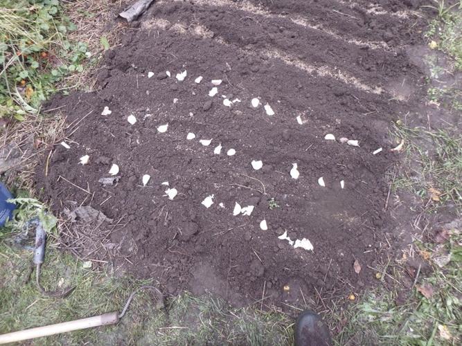 Place your garlic cloves on the soil to establish spacing before planting.