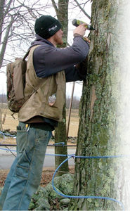 New Hampshire's liquid gold - Maple syrup season off to unusually early start