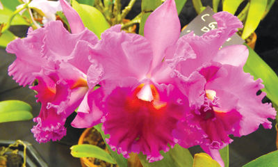 Annual NH Orchid Society show to be held Feb. 9-11 in Nashua