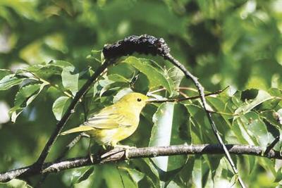 guided birding