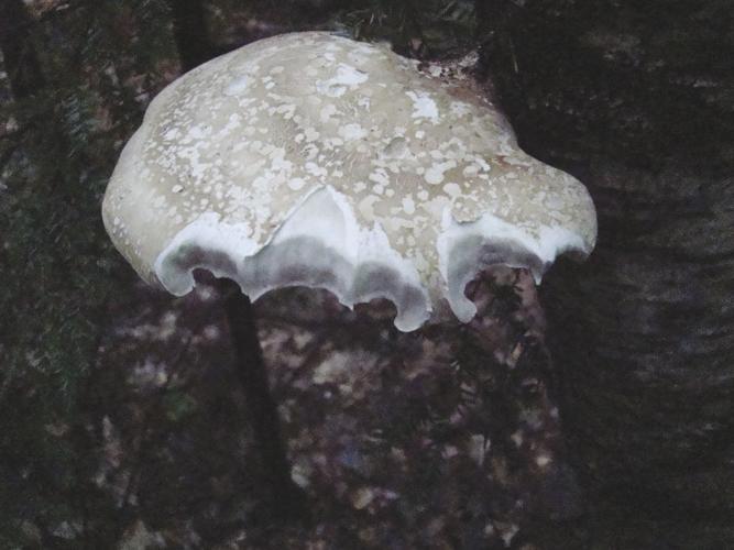 07-17 OUTDOORS A Nibbled Mushroom.jpg