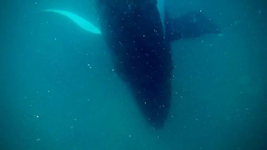 Humpback whale caught on camera grieving for her stillborn calf