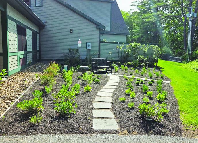 Missing perennials