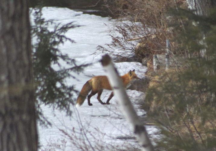 04-03 OUTDOORS fox IMG_4058c.jpg