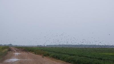 Migratory birds and rice farmers are helping each other soar