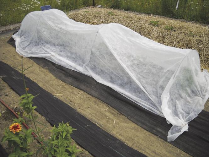 06-20 HOME Row cover with hoops helps to keep insects off and keep plants warm.jpg