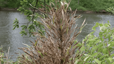 How a species of bamboo could help protect the South from future floods