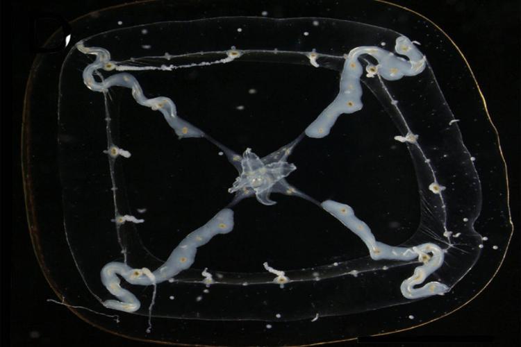 newly-discovere–1510679