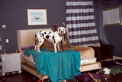 Great Dane owner guilty on all counts