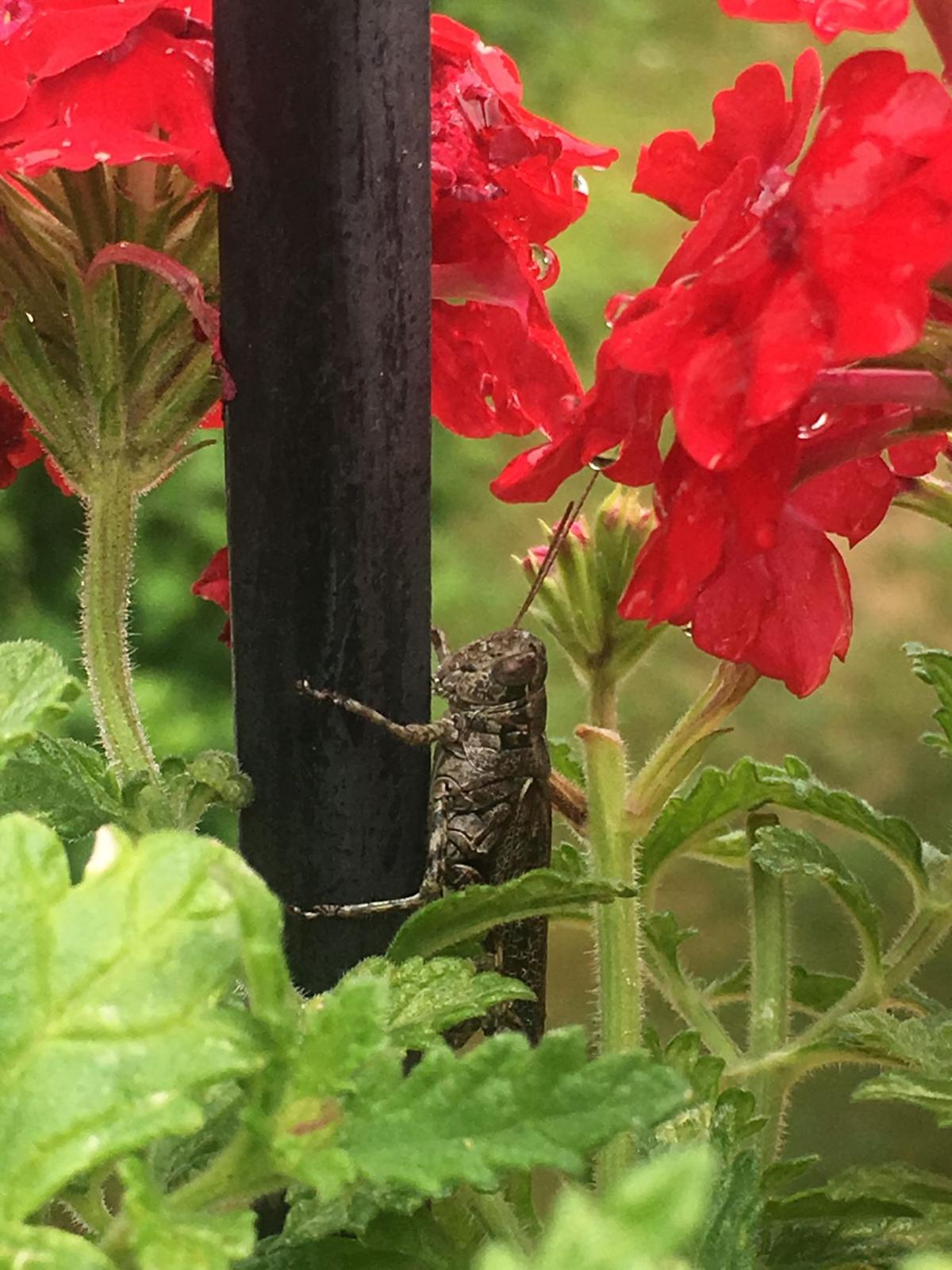 Reader Pics: Aug. 21