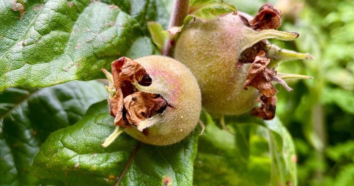 Rare fruit tree given rude nickname by Shakespeare discovered
