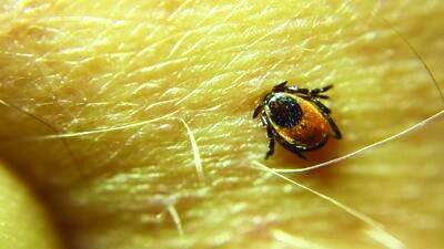 Ticks