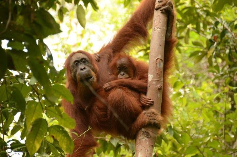 Learning from mother is key to adult survival for young orangutans, reveals study
