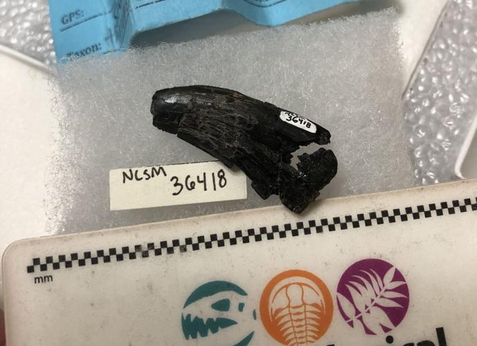 Dinosaurs loved to snack on seafood washed up on ancient beaches, reveal fossils