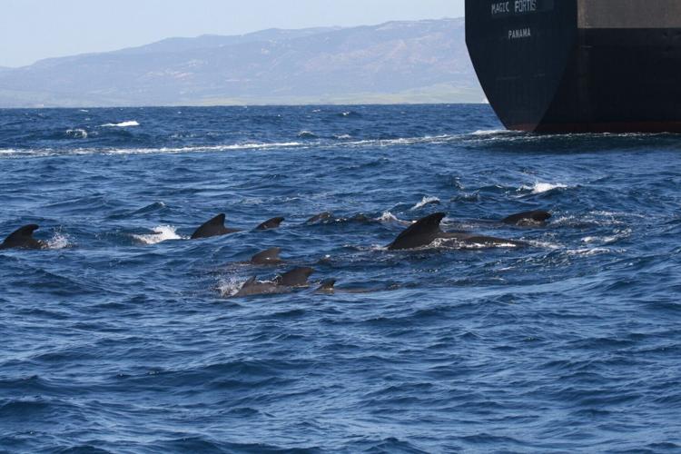 Pilot whales having to shout louder to be heard over noise pollution from shipping