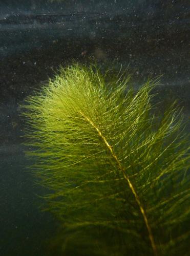 Milfoil