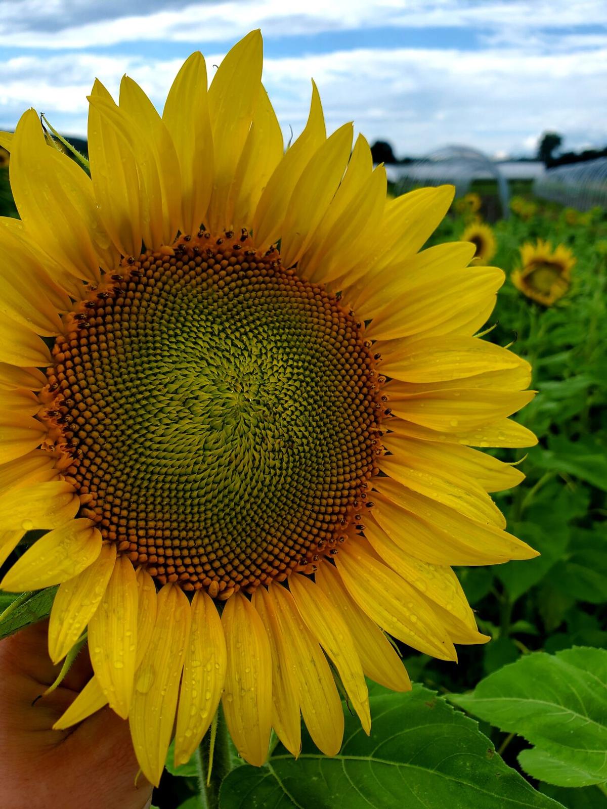 Reader Pics: Aug. 23