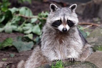 City Raccoons Showing Signs of Domestication
