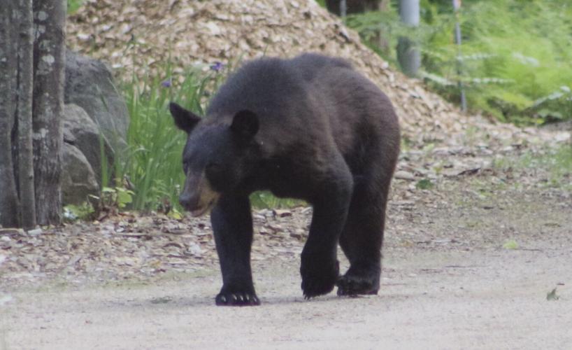 Black bear on the prowl