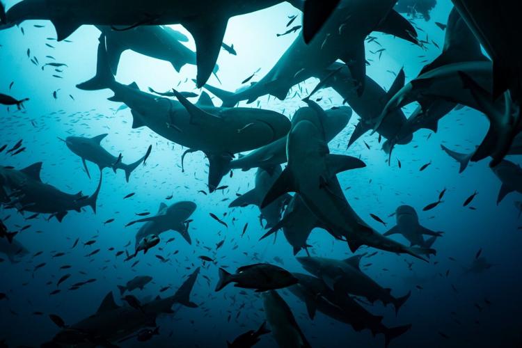 Sharks have “friends” who they prefer to socialise with, reveals new research