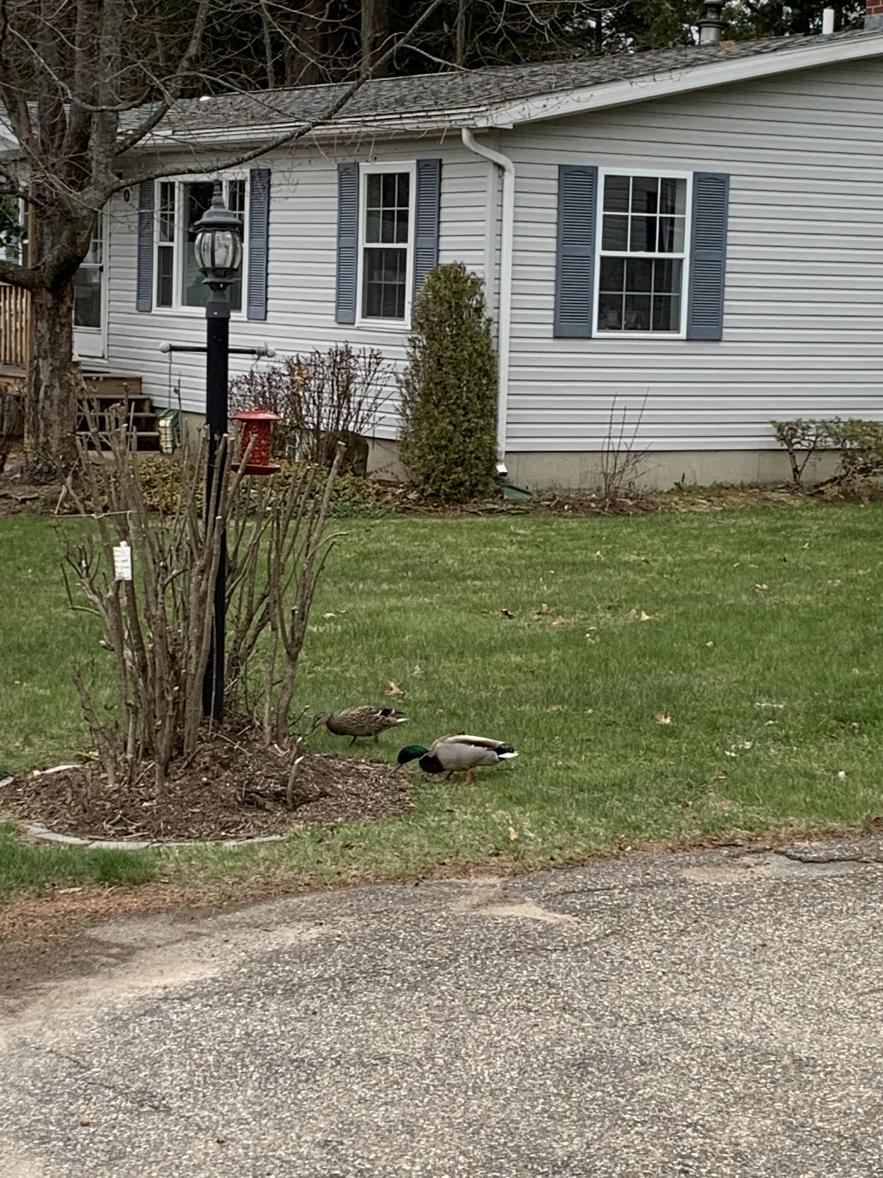 Make way for ducks