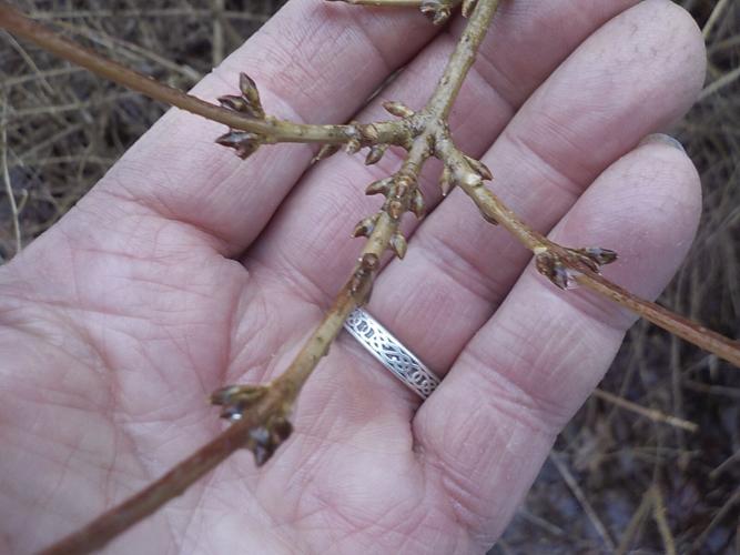Forsythia flower buds are pointy