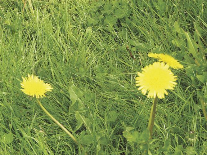Dandelions