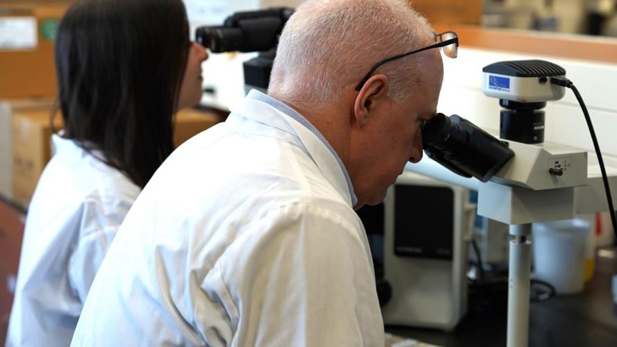 Cats could hold key to curing breast cancer and other deadly forms of the disease