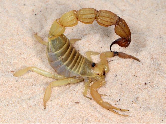 scorpion_featured