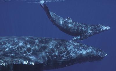 11-30 outdoor whale 1