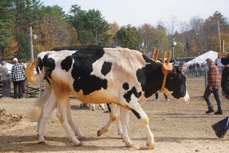 Cows