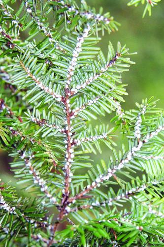 hemlock woolly agelgid