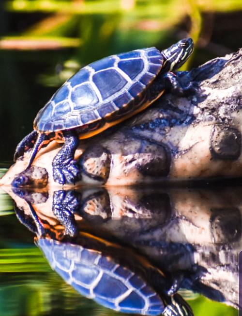 Reader Pics: Aug. 7