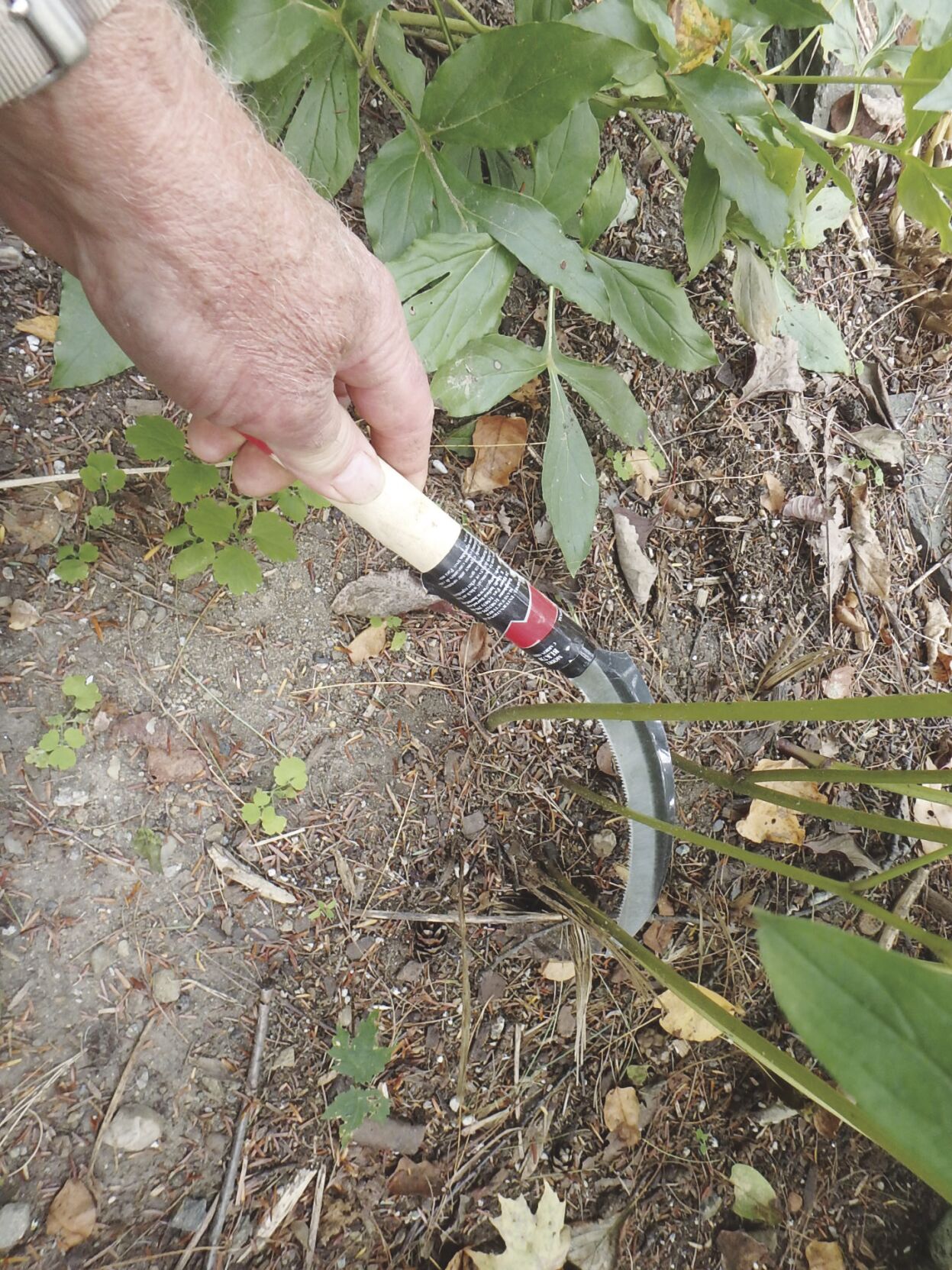 harvest sickle
