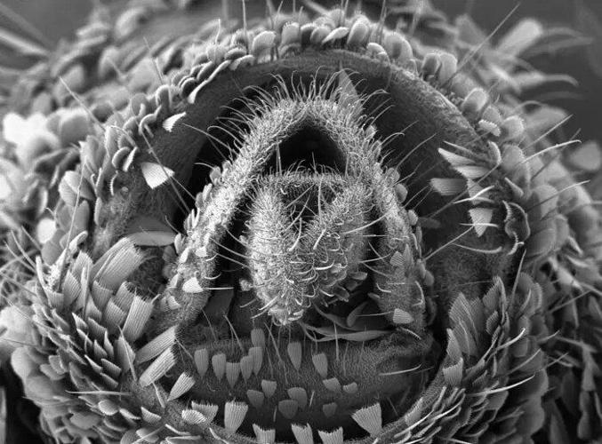 Female mosquitoes call the shots when it comes to mating, reveals new research