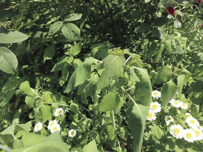 07-11 HOME These limp leaves tell me it is time to water.jpg