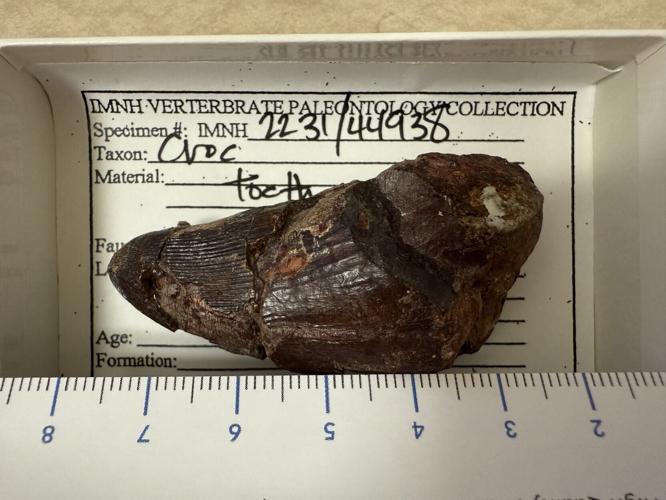 Dinosaurs loved to snack on seafood washed up on ancient beaches, reveal fossils