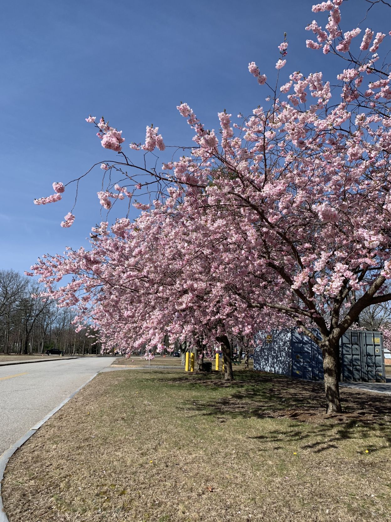 pink tree