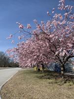Life in the time of COVID-19: Patty Cole, Belmont