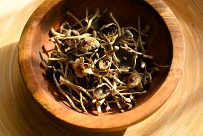Psilocybin mushrooms contain numerous chemical compounds that researchers have not yet studied.