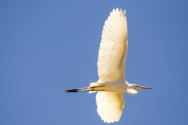 Birds are getting smaller all around the world, suggests study