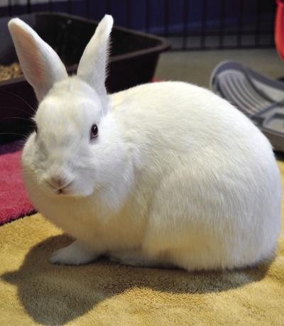 02-14 PET baileyrabbit