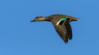 Most commonly hunted migratory birds in New Hampshire