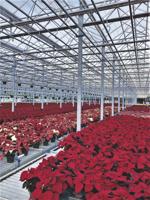Poinsettia open house on Nov. 19