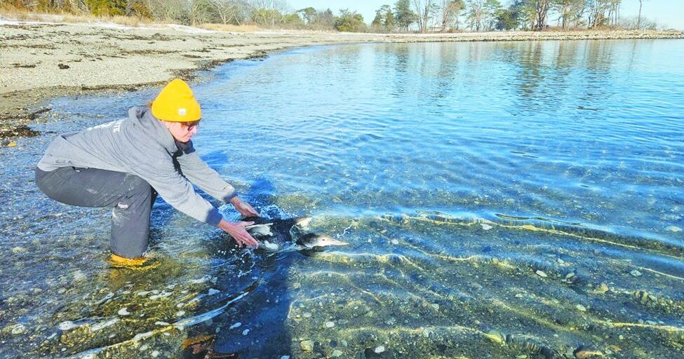 Two loons rescued from lakes as cold snap hits NH