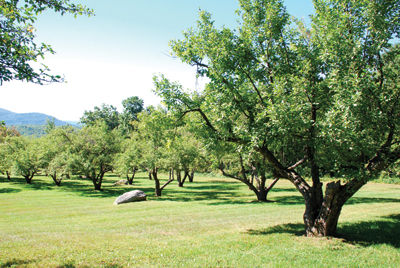 Fruit of the past – In Sandwich, a drive to reclaim apples of abandoned orchards